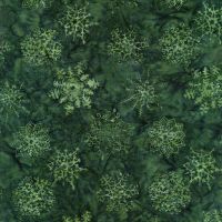 ttTONGA-B3528 MISTLETOE